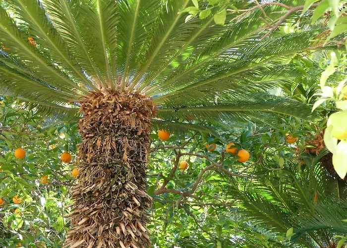 Ivo's Garden Prostran Stan U Blizini Starog Grada Appartamento *