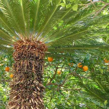 Ivo's Garden Prostran Stan U Blizini Starog Grada Lägenhet *